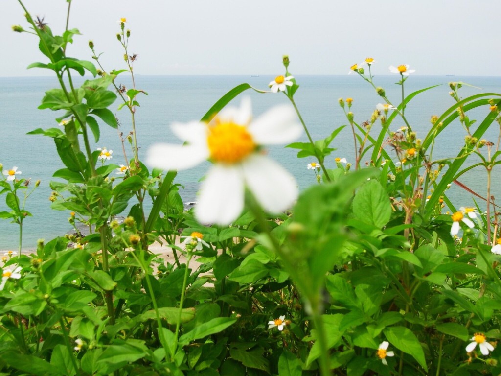 白沙灣
